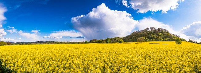 Canvas Print - Beautiful panorama of field of bright yellow rapeseed in spring. Rapeseed (Brassica napus) oil seed rape