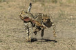 Playfull Cheetahs
