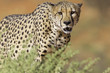 Cheetah Approach