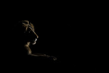 Dark Night Lion