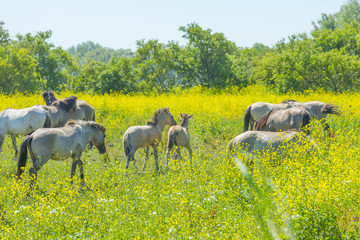 Horses in a meadow with wild flowers below a blue sky in summer