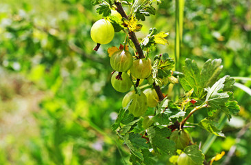 Green ripe gooseberries hanging on the branches.