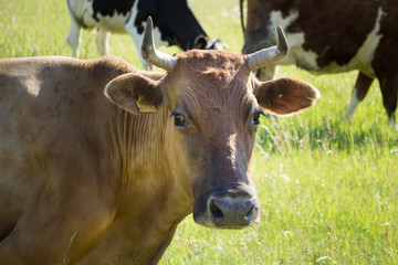 Colorful cows eating grass on the meadow in summer