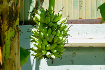 Wall Mural - banana on tree	