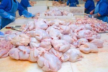 Chicken. Cutting shop of a poultry farm. Butcher is chopping a chicken