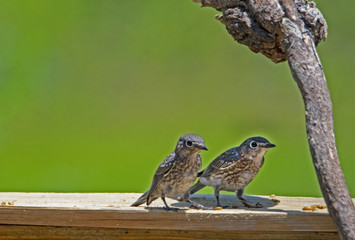 Wall Mural - Two baby Bluebirds perch on a wooden bench with a green background.