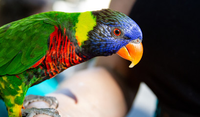 Wall Mural - Colorful Lorikeet with Orange Beak