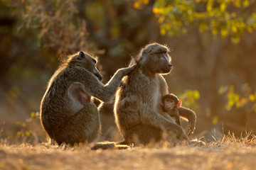 Wall Mural - Backlit family of chacma baboons (Papio ursinus), Kruger National Park, South Africa.