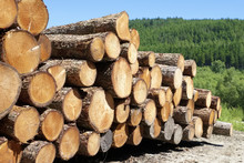 Chopped Wood Logs Stacked In Forest Woodlands Renewable Green Biomass Energy Summer Sun Loch Lomond Blue Sky