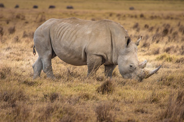 Wall Mural - African Rhinoceros. Rhinoceros in the African savannah. Old Rhin