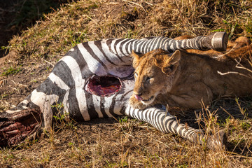 Wall Mural - The lion is on the hunt. Kenya. Lions of Africa. The lion hunts a zebra. Zebra. Savannah of Kenya.