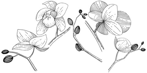 Orchid flower in a vector style isolated. Full name of the plant: orchid. Vector flower for background, texture, wrapper pattern, frame or border.