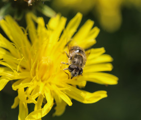 Wall Mural - Eristalis abusiva, a European species of hoverfly, sitting on flowers collecting nectar