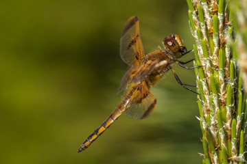 Wall Mural - Dragonfly
