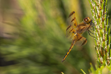 Wall Mural - Dragonfly