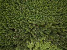 Aerial View From Above On The Green Trees In The Forest. Taken In British Columbia, Canada.