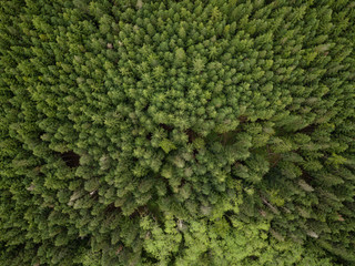 Aerial view from above on the green trees in the forest. Taken in British Columbia, Canada.