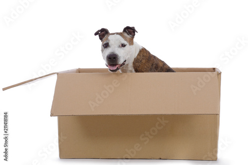 Fotografía chien senior de race american Staffordshire terrier dans caisses en carton
