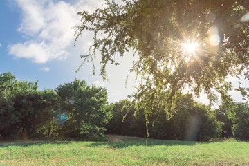 Wall Mural - Beautiful green urban park in Irving, Texas, USA. Well-groomed grass lawn, tall trees lush illuminated by sunshine during early spring morning. The United States is an excellent green country ecology