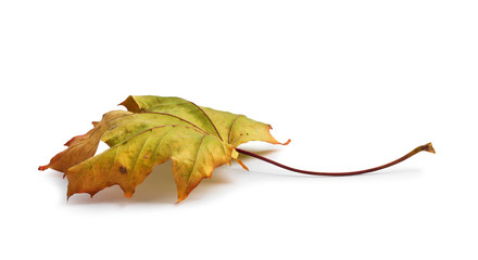 Autumn maple branch with leaves isolated on  background