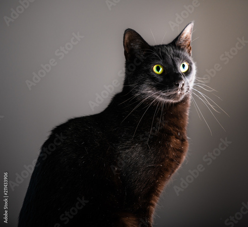 Fotomural A dignified black cat with yellow green eyes sits for a portrait against an isol