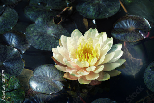 water lily