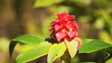 Wall Mural - Red Blossom of a Wild Ginger Plant in Thailand