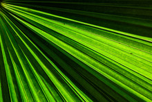 Green Fan Palm Leaf For Background Texture