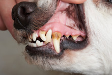 Care Of Dog Teeth