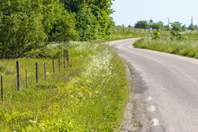 Flowering Roadside Ditch On A Country Road In Summer