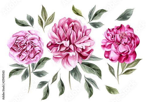 Beautiful Watercolor set with peony flowers.