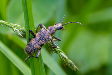 Spotted beetle rhagium with a broken mustache