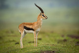 Fototapeta Sawanna - Thomson gazelle standing in profile on mound