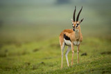 Fototapeta Sawanna - Thomson gazelle turns head on grassy slope