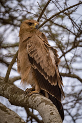 tawny eagle in tree with ruffled feathers