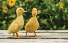 Cute Ducklings On An Old Rustic Wooden Table In The Garden