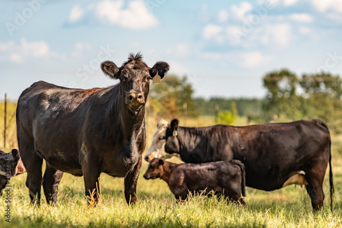 Cuadros en Lienzo Commercial Angus cow herd - painting-like
