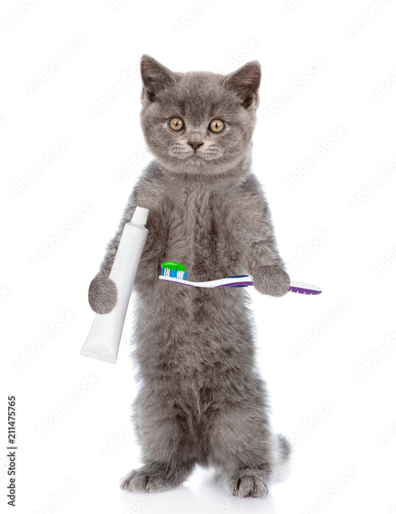 Cat with a toothbrush and a tube of toothpaste. isolated on white background