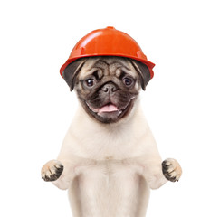 Poster - Funny puppy in hard helmet. Building concept. Isolated on white background
