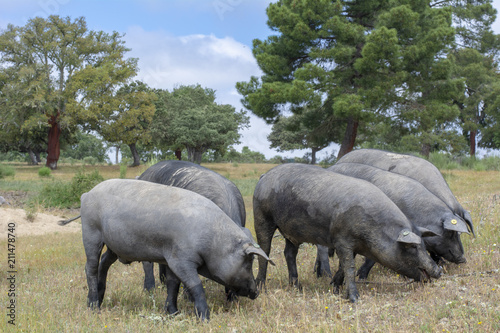 Foto Cerdos ibéricos comiendo bellotas en un campo de encinas den Salamanca