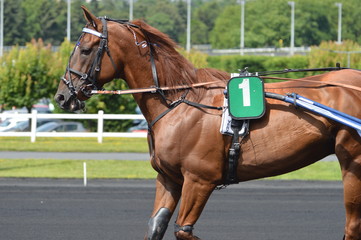 Poster - cheval de courses