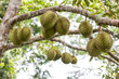 Durian tree, Fresh durian fruit on tree, Durians are the king of fruits, Tropical of asian fruit.