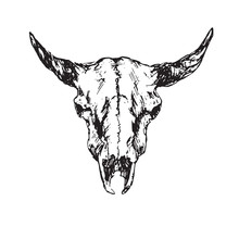 Skull Of Bull With Horns, Hand Drawn Ink Doodle, Sketch, Vector Outline Illustration
