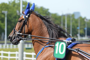 Poster - cheval de courses