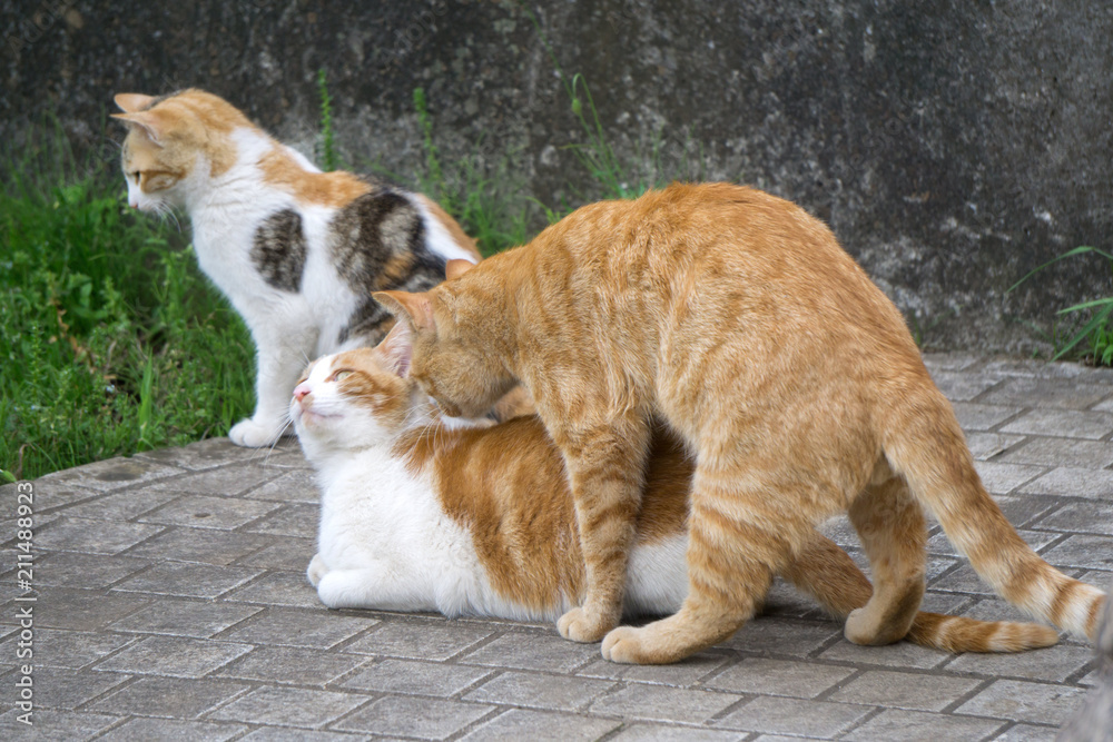 交尾 茶トラ猫 Stock Photo | Adobe Stock
