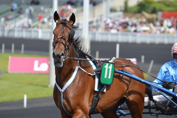 Poster - cheval de courses