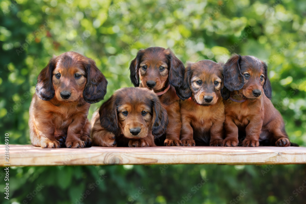 group of dachshund puppies posing together outdoors Stock Photo | Adobe ...