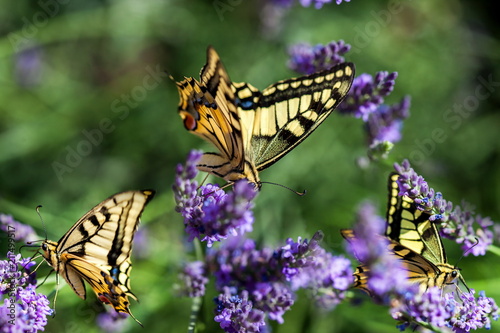 Fotomural Summer hot dance of butterfly swallowtail on a lavender field in sunny day