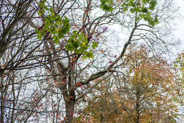 Wall Mural - Tree Branch with yellow and green leaves in autumn.