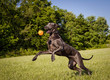 A playful young great Dane leaps in the air after an orange ball in a picturesque field